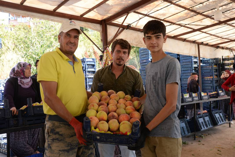 Mersin'de yerli şeftali hasadı başladı: Üreticiler verimden memnun - Resim: 1